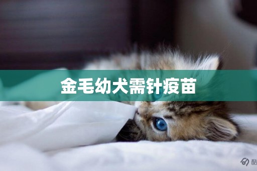 金毛幼犬需针疫苗